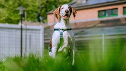 Ein weiß-brauner Hund mit blauem Geschirr sitzt auf einer Wiese