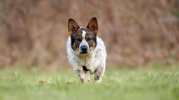 Weißer Hund mit braun-schwarzen Flecken läuft über eine Wiese