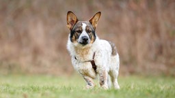 Weißer Hund mit schwarz-braunen Flecken steht auf einer Wiese