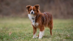 Ein rotbrauner Hund mit weiß steht auf einer Wiese