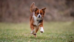 Ein rotbrauner Hund mit weiß läuft über eine Wiese