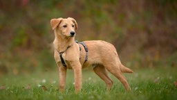 Hund mit beigefarbenem Fell steht seitlich auf einer Wiese 