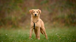 Hund mit beigefarbenem Fell steht auf einer Wiese und schaut in Richtung Kamera 