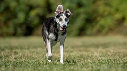 Hund mit schwarz-beigem Fell läuft hechelnd über eine Wiese 