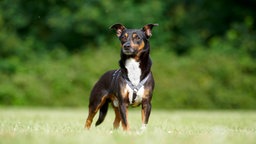 Hund mit tricolorfarbigem Fell steht auf einer Wiese 