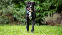 Ein schwarzer Hund mit weißen Details auf der Brust steht auf einer Wiese