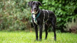 Ein schwarzer Hund mit einem blauen Geschirr steht auf einer Wiese