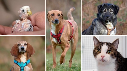 Collage aus fünf Tierbildern: oben links ein nackter Wellensittich, unten links ein brauner Hund, in der Mitte ein brauner Hund, oben rechts ein schwarz-weißer Hund und unten rechts eine weiße Katze mit getigerten Flecken