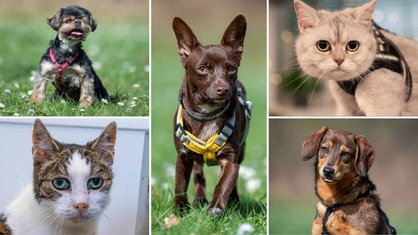 Eine Collage aus drei Hunden und zwei Katzen 