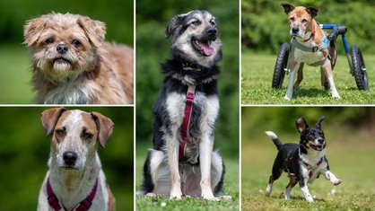  Eine Collage aus vier Hunden und einer Katze 