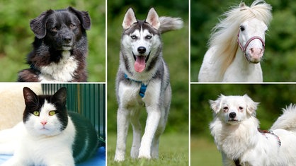 Collage aus fünf Tierbildern: oben links ein schwarzer Hund, unten links eine schwarz-weiße Katze, in der Mitte ein weiß-grauer Hund, oben rechts ein weißes Pony und unten rechts ein weißer Hund