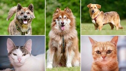 Eine Collage aus drei Hunden und zwei Katzen 