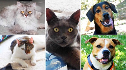 Eine Collage aus drei Katzen und zwei Hunden 