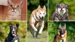 Collage aus fünf Tierbildern: oben links eine getigerte Katze, unten links ein schwarzer Hund, in der Mitte ein beiger Hund, oben rechts ein grau-weißer Hund und unten rechts ein schwarz-brauner Hund