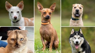 Eine Collage aus vier Hunden und einer Katz