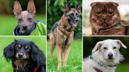 Collage aus fünf Tierbildern: oben links ein grauer Nackthund, unten links ein schwarzer Hund, in der Mitte ein braun-schwarzer Hund, oben rechts eine grau-getigerte Katze und unten rechts ein weißer Hund