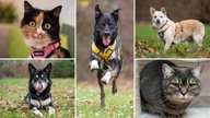 Eine Collage aus zwei Katzen und drei Hunden 