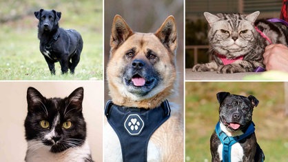 Eine Collage aus drei Hunden und zwei Katzen 