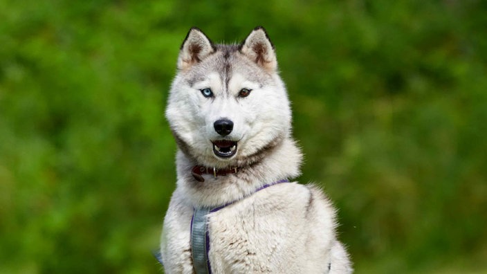 Hündin mit grau-weißem Fell und einem blauen und einem braunen Auge in Nahaufnahme 