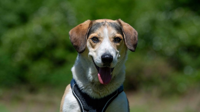 Hund mit tricolorfarbenem Fell schaut hechelnd in die Kamera 