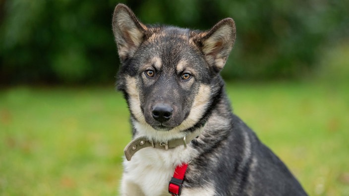 Ein dreifarbiger junger Hund 