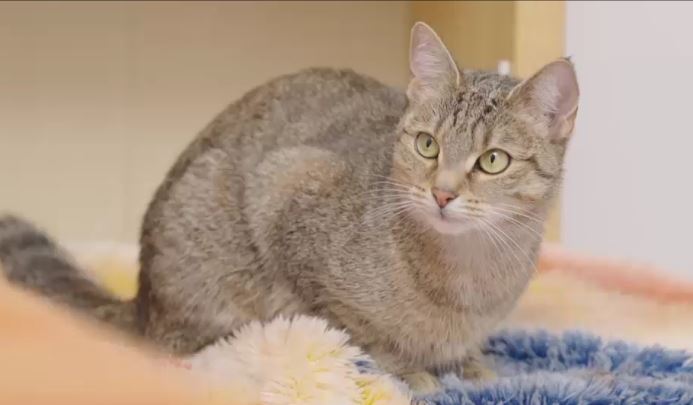 Katze mit getigertem Fell sitzt auf einem blauen Teppich und schaut seitlich 