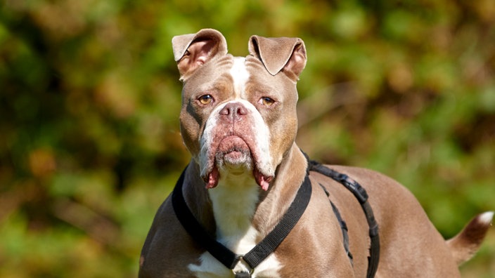 Nahaufnahme eines braun-weißen Hundes 