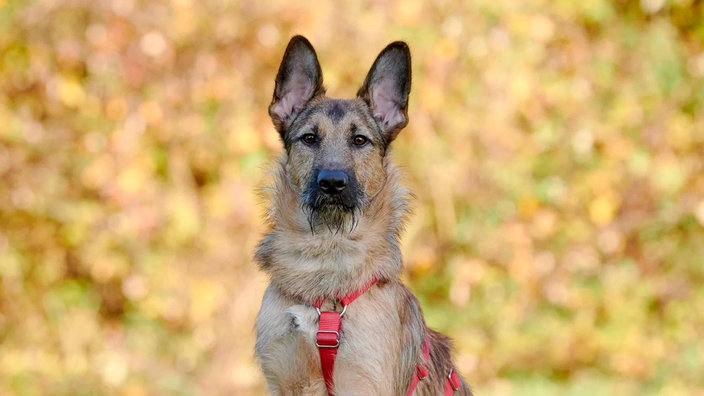 Ein Hund mit braunem Fell und spitzen Ohren in Nahaufnahme 