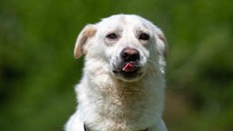 Hund mit beigefarbenem Fell in Nahaufnahme 