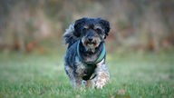 Ein kleiner schwarzer Hund mit lockigem Fell steht auf einer Wiese