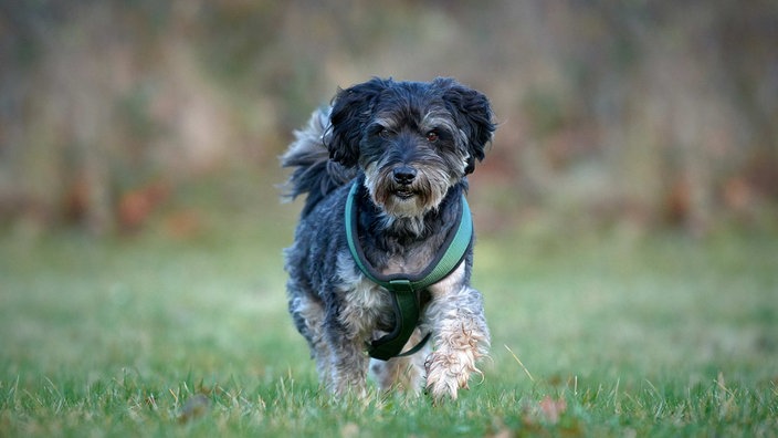 Ein kleiner schwarzer Hund mit lockigem Fell steht auf einer Wiese