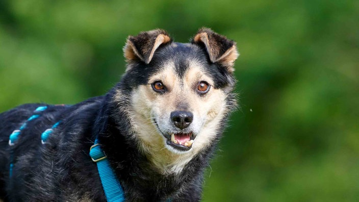 Hund mit tricolorfarbigem Fell in Nahaufnahme 