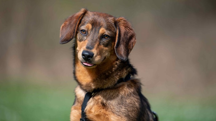 Hund mit braunem Fell und Schlappohren in Nahaufnahme 