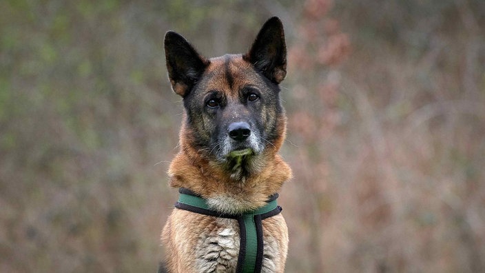 Großer Hund mit schwarz braunem Fell in Nahaufnahme 