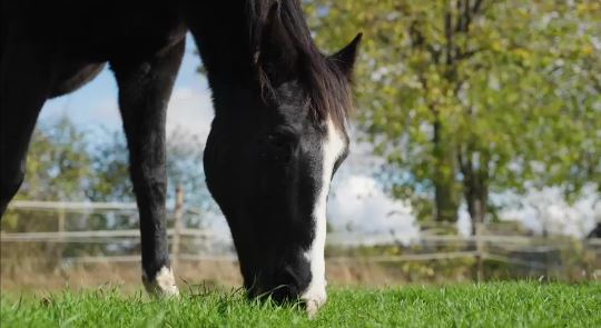 Pferd mit schwarz-weißem Fell steht auf einer Wiese und frisst Gras 