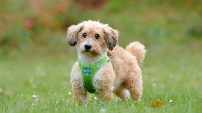 Ein kleiner Hund mit hellbraun-weißem flauschigem Fell auf einer Wiese 