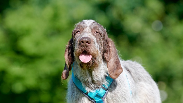 Weiß-brauner Hund mit langen Schlappohren (Nahaufnahme)