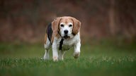 Übergewichtiger Hund mit dreifarbigem Fell auf einer Wiese 