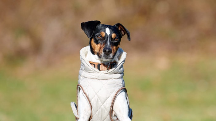 Ein dreifarbiger Hund mit einem weißen Mantel (Nahaufnahme)