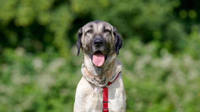 Großer braun-schwarzer Hund hechelt (Nahaufnahme)