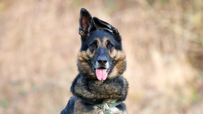 Ein schwarz-brauner großer Hund mit einem Knickohr