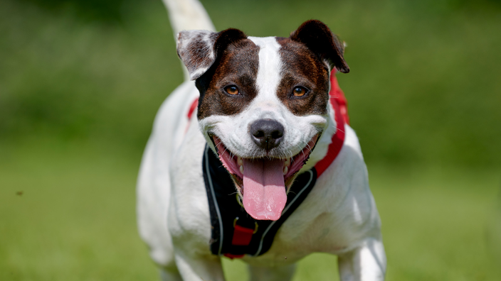 Kleiner braun-weißer Hund hechelt (Nahaufnahme)