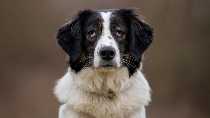 Ein schwarz-weißer Hund 