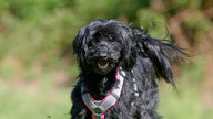 Schwarzer Hund mit flauschigem Fell 