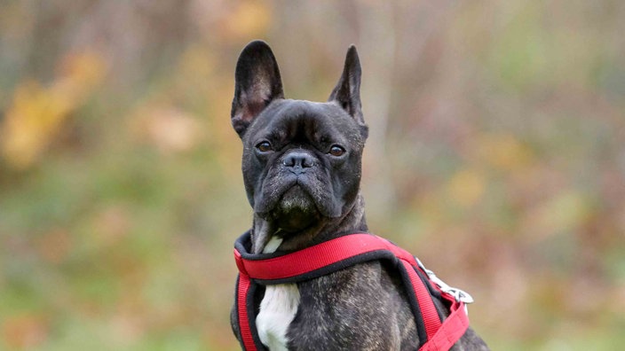 Ein mittelgroßer Hund mit dunkel gestromtem Fell in Nahaufnahme 