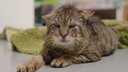 Kater mit zotteligem getigertem Fell und halbverschlossenen Augen liegt auf dem Boden 