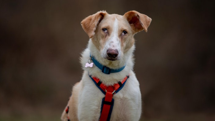 Weiß-brauner Hund mit rotem Geschirr und blauem Halsband schielt 