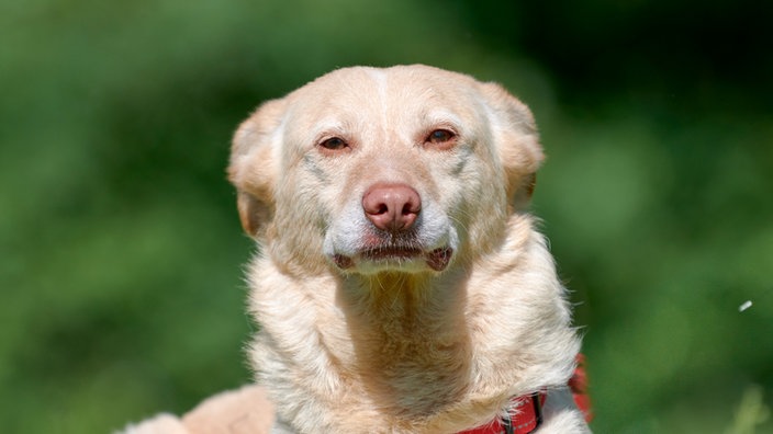 Blonder Hund (Nahaufnahme) 