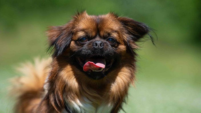 Hund mit braun-weißem langem Fell schaut hechelnd in die Kamera 