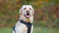 Ein Hund mit hellem Fell in Nahaufnahme  